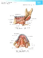 Sobotta Atlas of Human Anatomy  Head,Neck,Upper Limb Volume1 2006, page 118